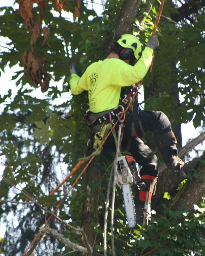 Arborist West auckland