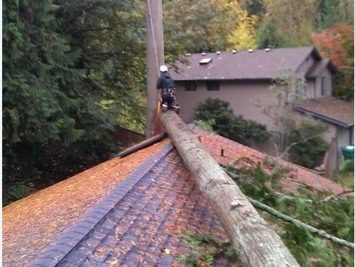 Storm Damage and Emergency Tree Work in Titirangi
