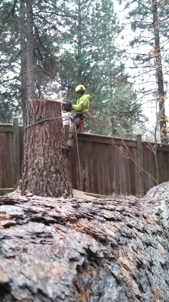 Stump Grinding on Bush Sections in Titirangi