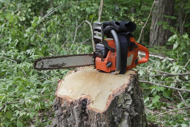 Palm tree stump grinding in West Auckland