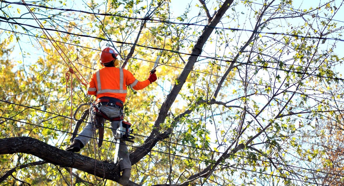 Tree removal west auckland