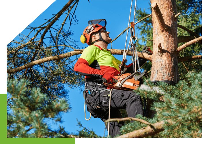 west auckland Arborist NZ