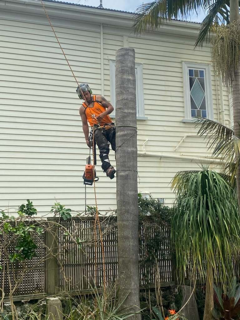 Single tree stump grinding in West Auckland