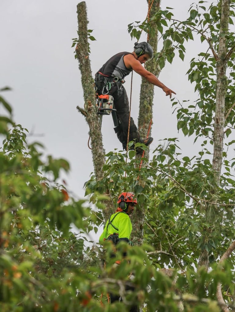 Scrub, gorse and small tree removal in West Auckland