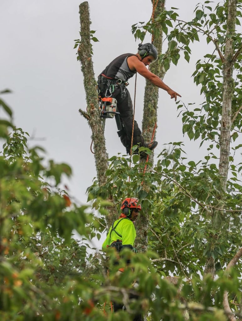 arborist glen eden auckland