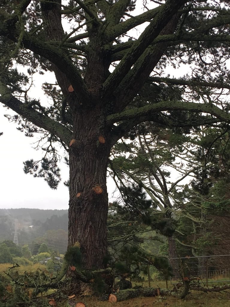 Arborists at work on trees on a West Auckland section