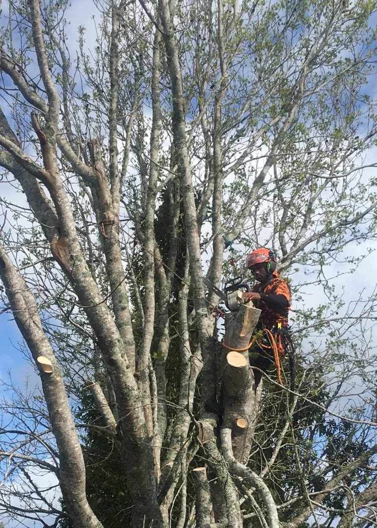 Tree work in Titirangi