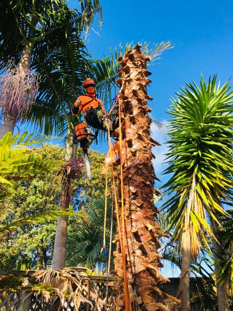 Weed Trees and Pest Palms in Titirangi