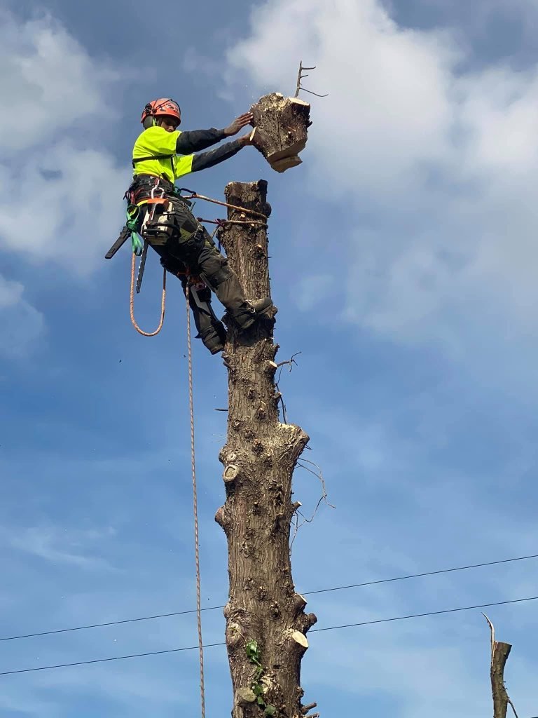 Tree care on a residential section in West Auckland