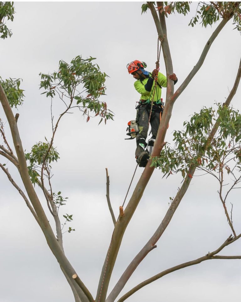 Pruning and Removal Near Kauri in Titirangi