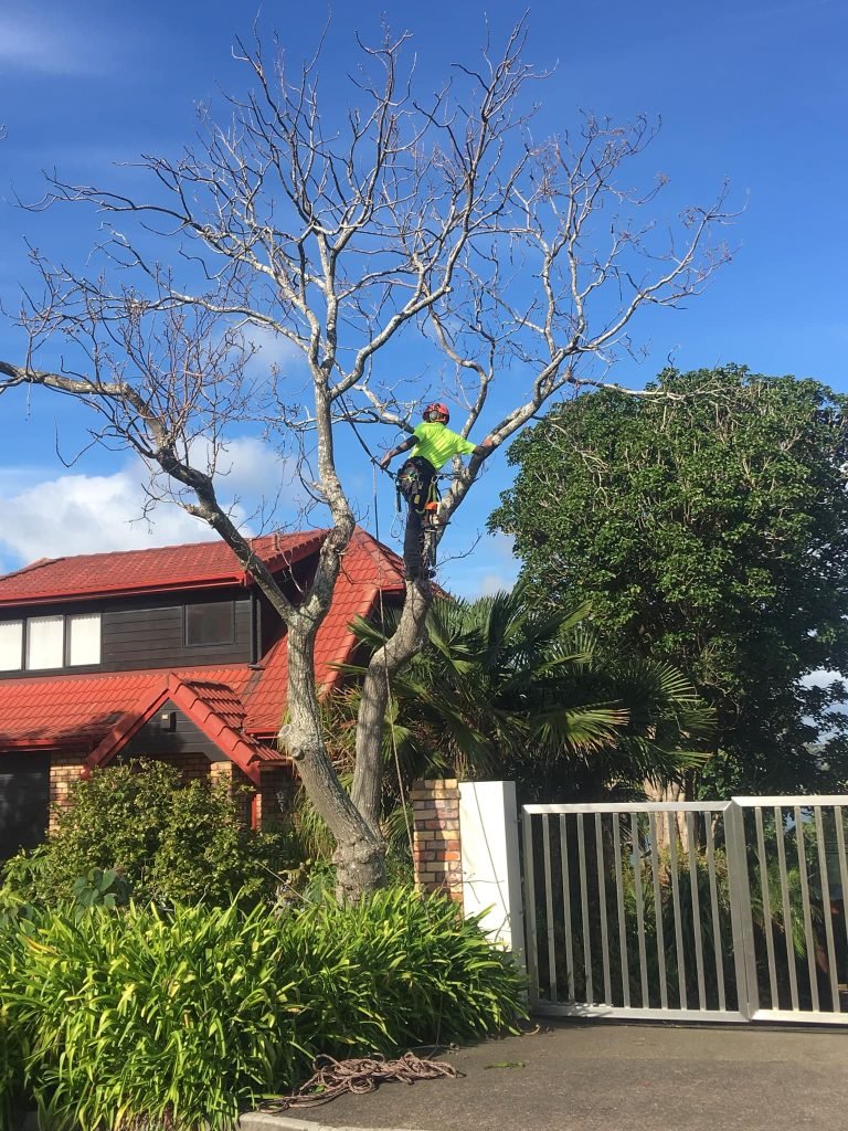 Pruning for Light, Views and Roof Clearance in Titirangi