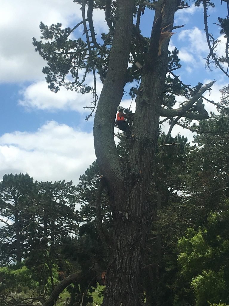 West Auckland arborist on a residential tree job