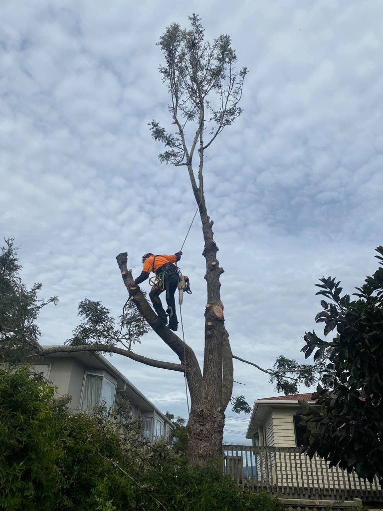 west auckland arborists