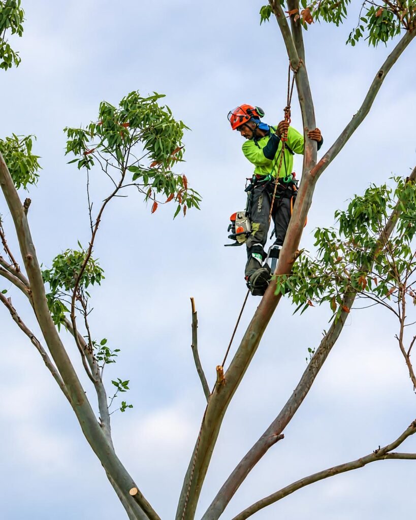 Arborist pruning a tree canopy on ropes in West Auckland