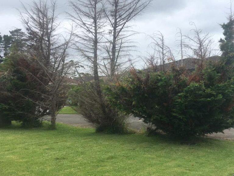 Conifer tree line removal and hedge trimming in Waitakere, the conifer tree line before removal