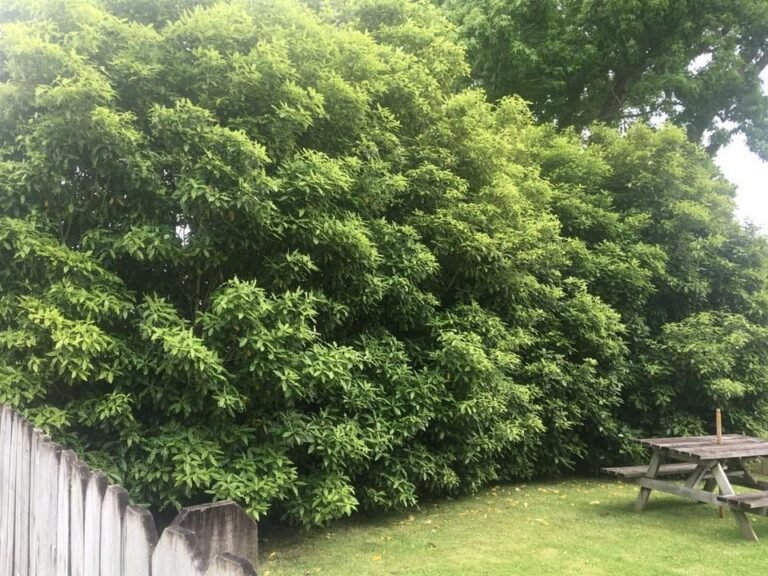 Conifer tree line removal and hedge trimming in Waitakere, the lemonwood hedge before trimming