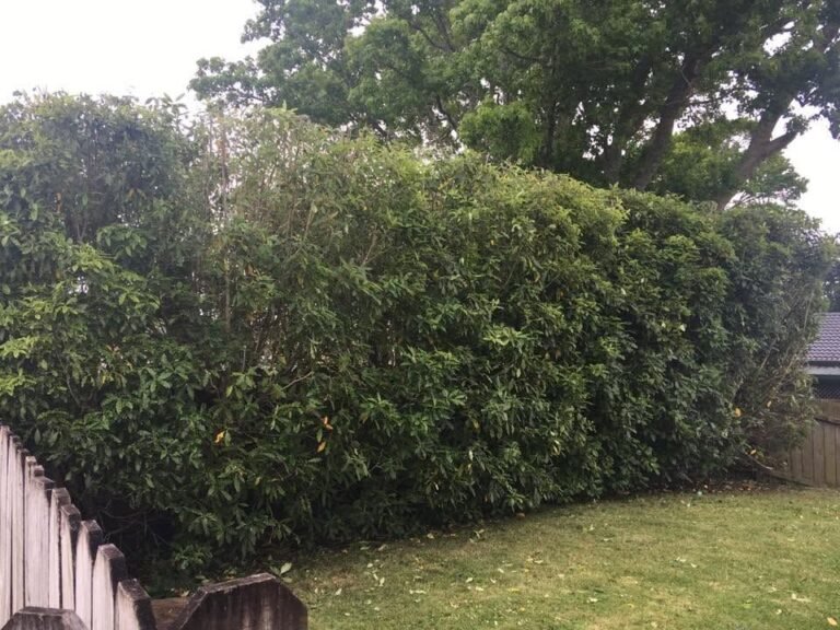 Conifer tree line removal and hedge trimming in Waitakere, the lemonwood hedge after trimming