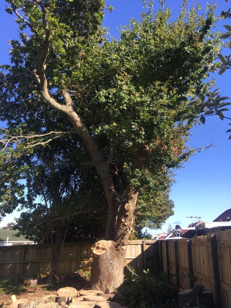 Oak tree removal in West Auckland, the oak before removal