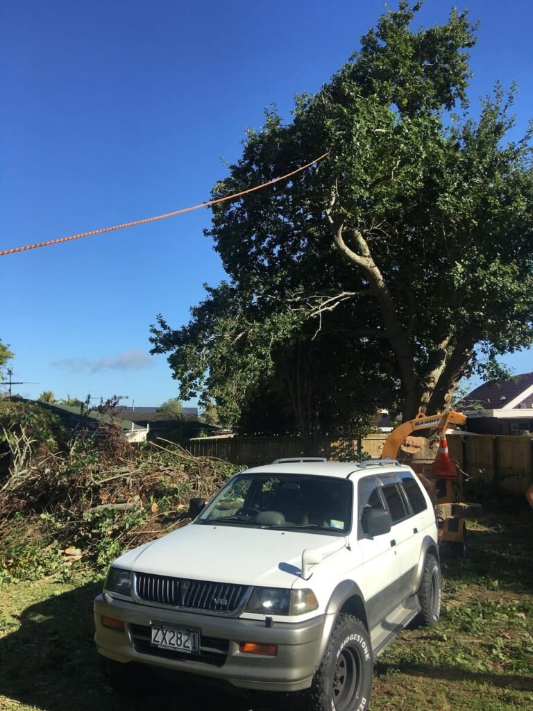 Oak tree removal in West Auckland, the oak coming down
