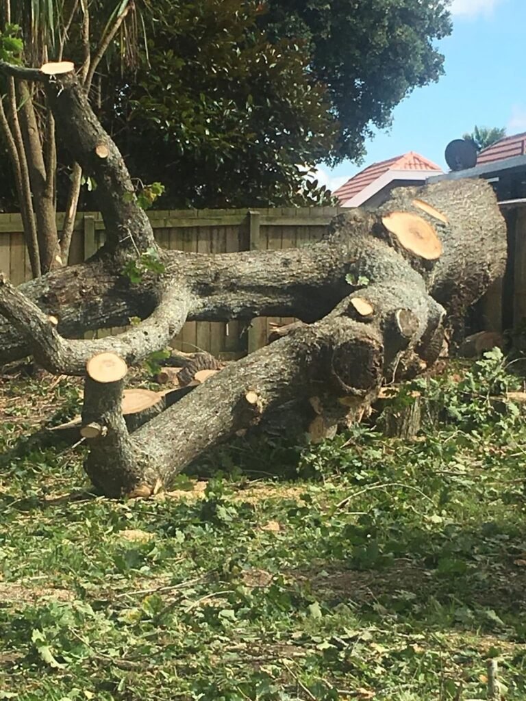 Oak tree removal in West Auckland, oak trunk and limbs cut on the ground