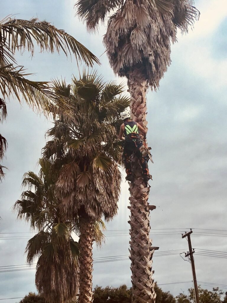 Palm tree crown lift in Helensville, the palms before the crown lift