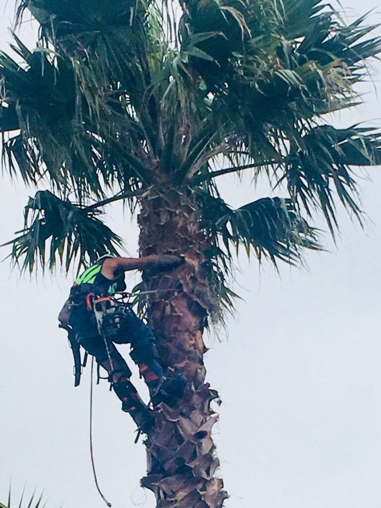 Palm tree crown lift in Helensville, arborist climbing the palm trunk