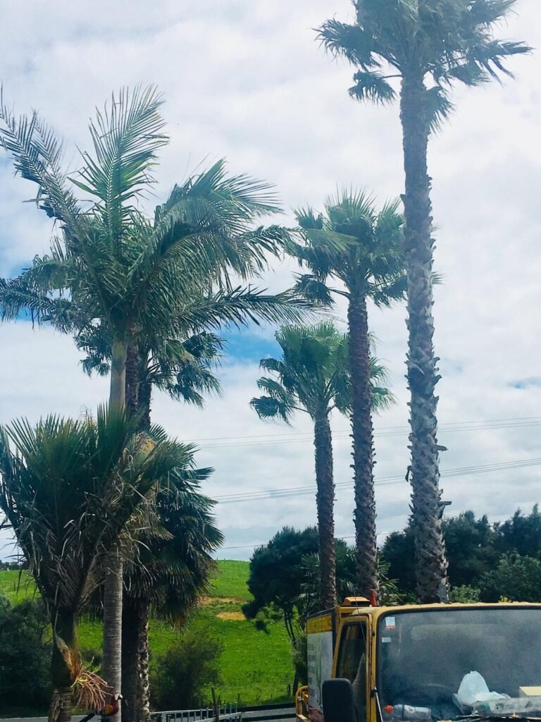 Palm tree crown lift in Helensville, the palms after crown lifting