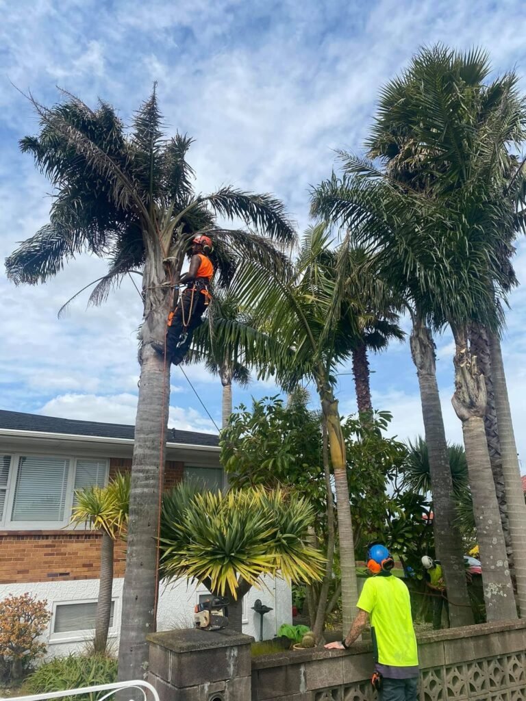 Palm tree removal in West Auckland, arborist climbing a palm with ground crew below