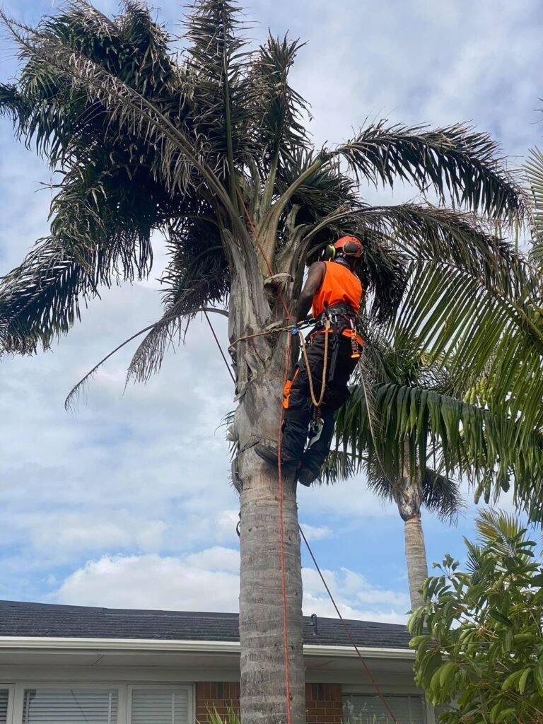 Palm tree removal in West Auckland, arborist cutting fronds high on the palm