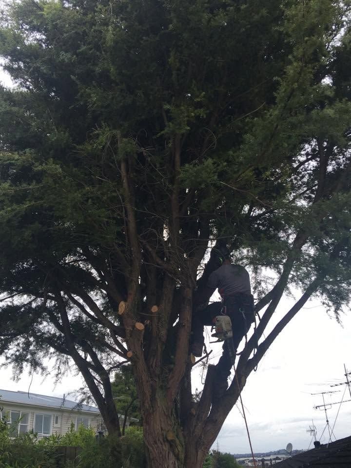 Totara tree removal in West Auckland, the totara before removal