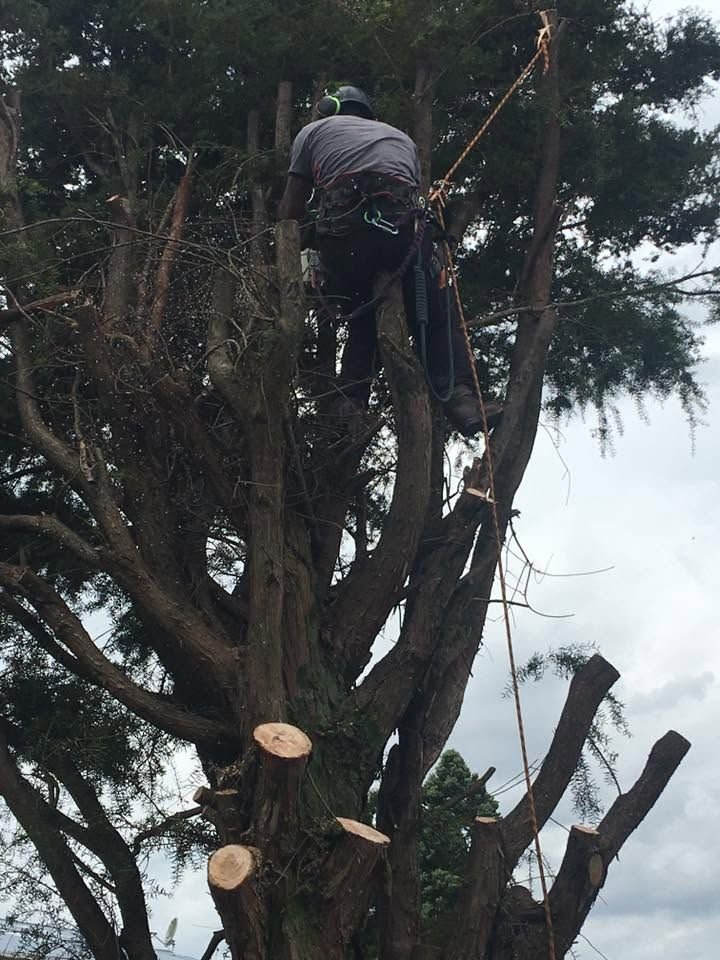 Totara tree removal in West Auckland, arborist climbing the totara