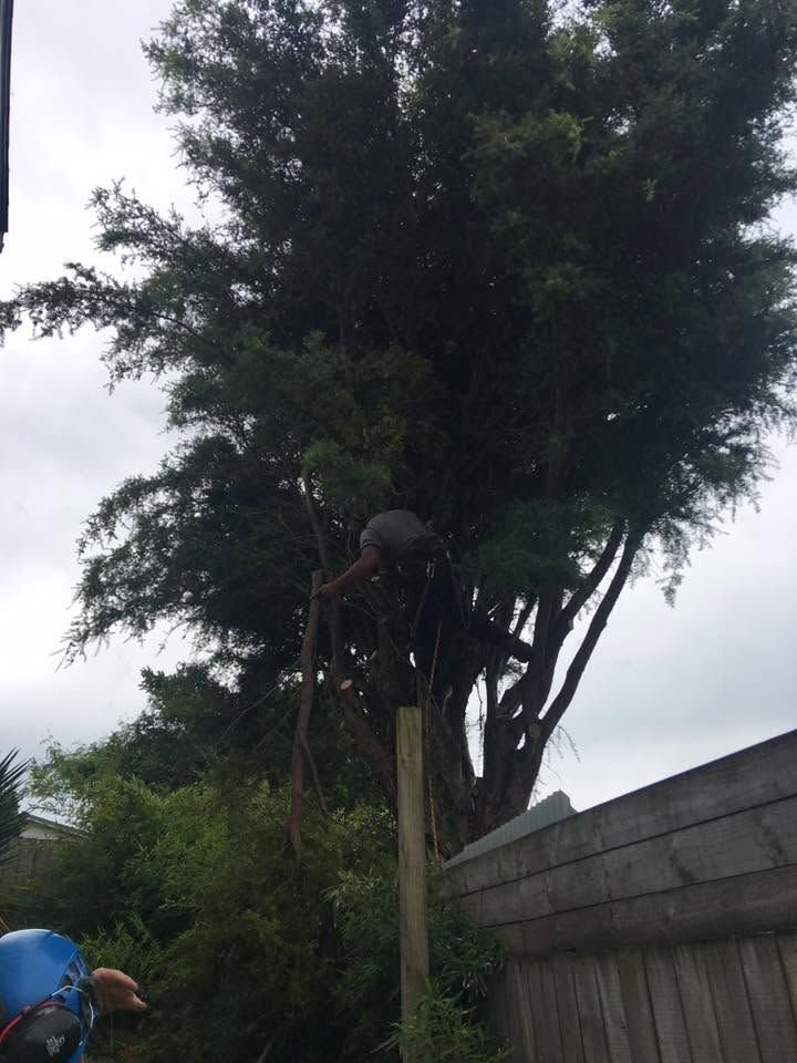 Totara tree removal in West Auckland, the totara being dismantled