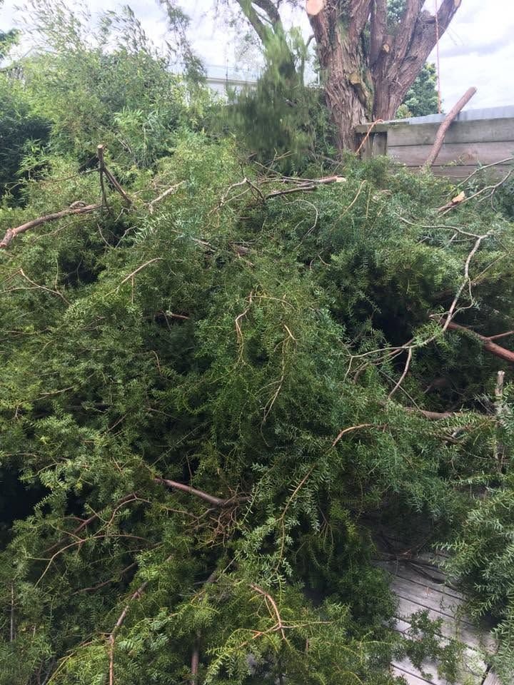 Totara tree removal in West Auckland, totara branches on the ground