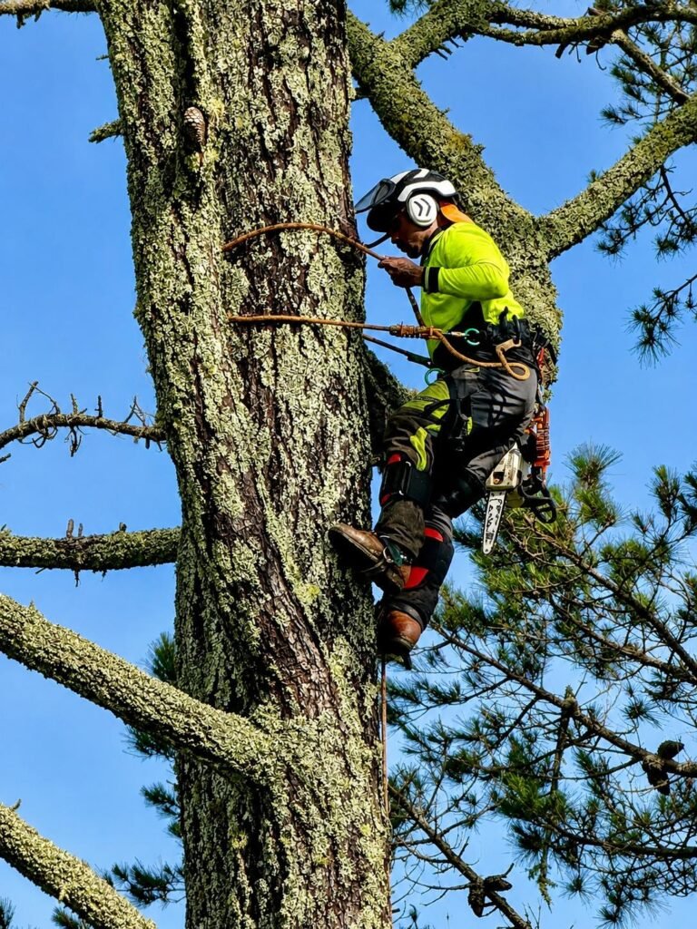 Arborist climbing a large tree trunk during a removal in West Auckland