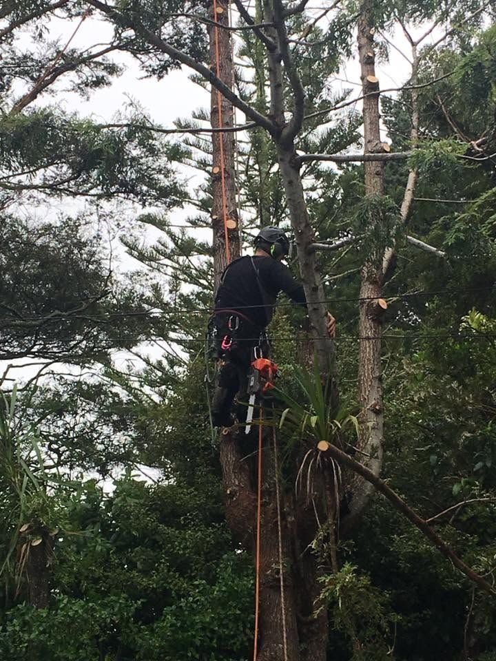 Tree removal and pruning in West Auckland, arborist climbing a tall trunk