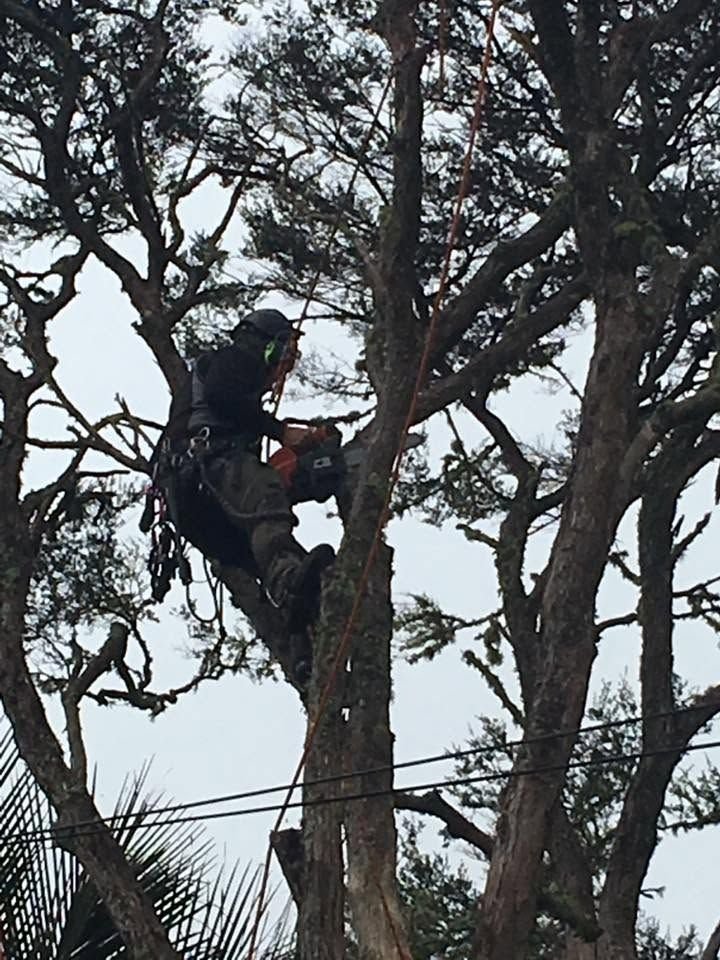 Tree removal and pruning in West Auckland, arborist in the tree canopy