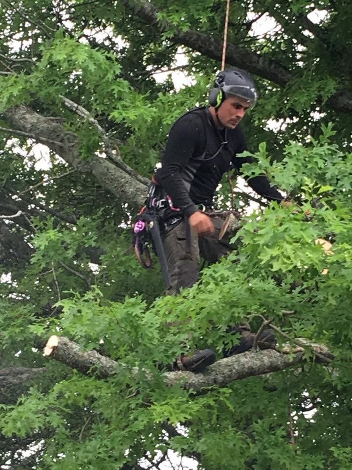 Tree removal and pruning in West Auckland, arborist pruning branches