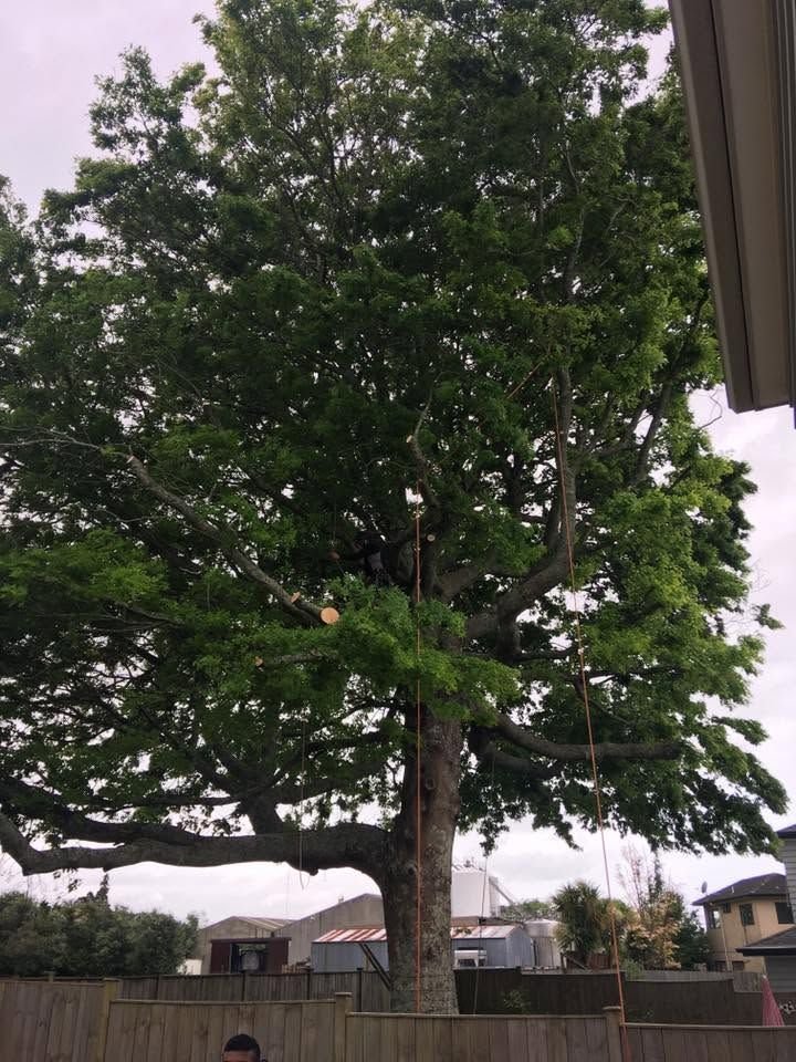 Tree removal and pruning in West Auckland, the pruned tree by the fence line
