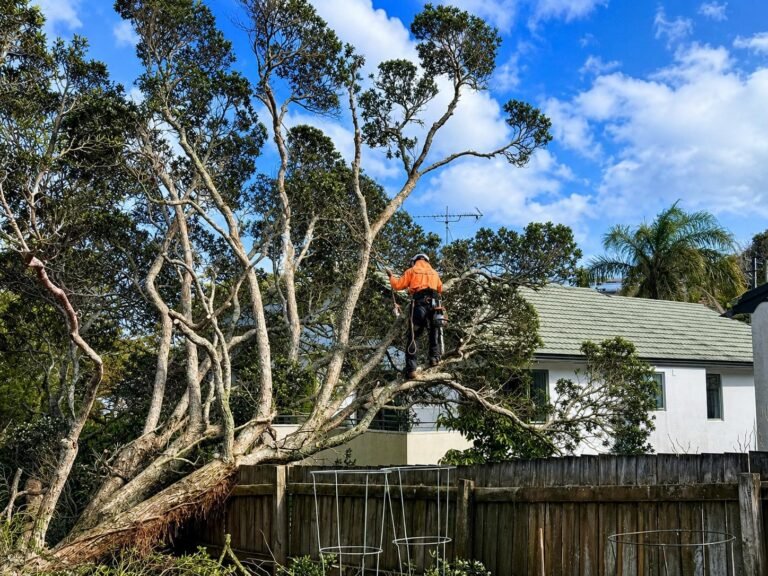 Fallen Tree Removal After Storms in West Auckland