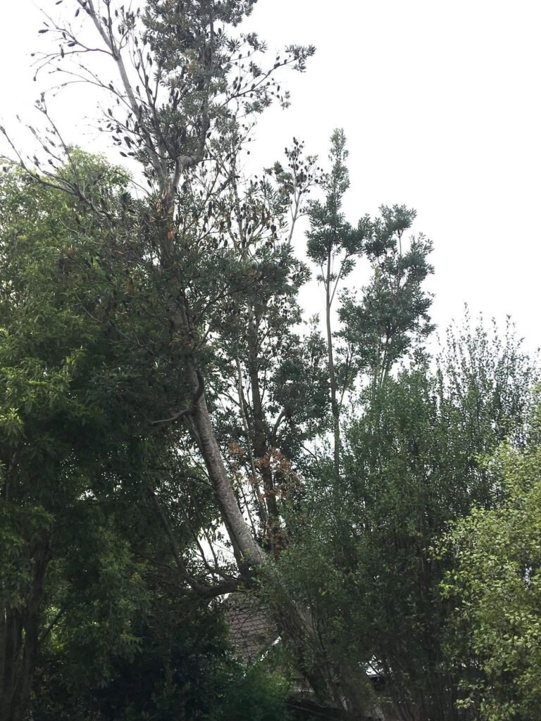 Wind damaged tree removal in West Auckland, the storm damaged tree before removal