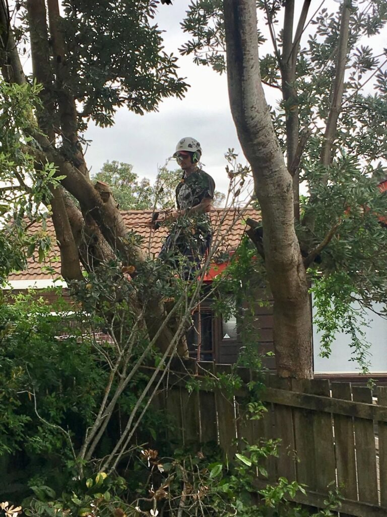 Wind damaged tree removal in West Auckland, arborist working on the damaged tree by the fence
