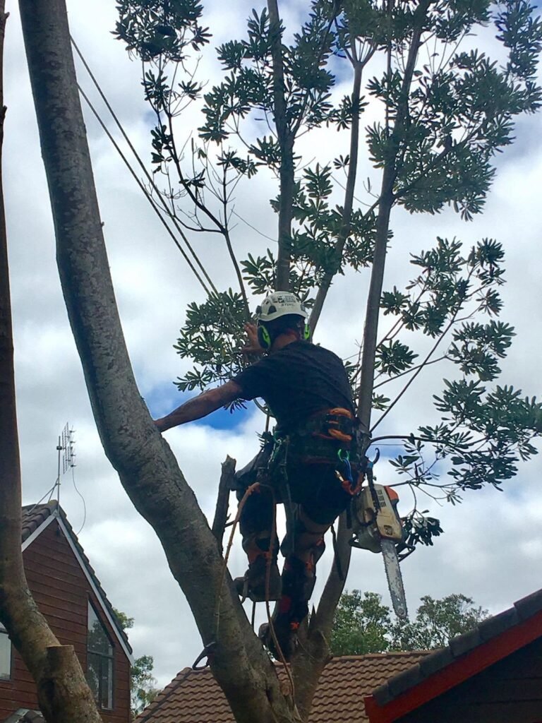 Wind damaged tree removal in West Auckland, arborist climbing to remove the damaged limbs