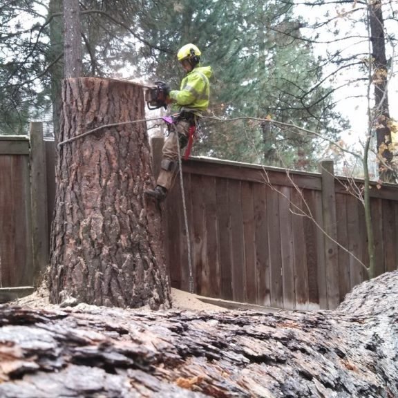 New Lynn Tree cutting