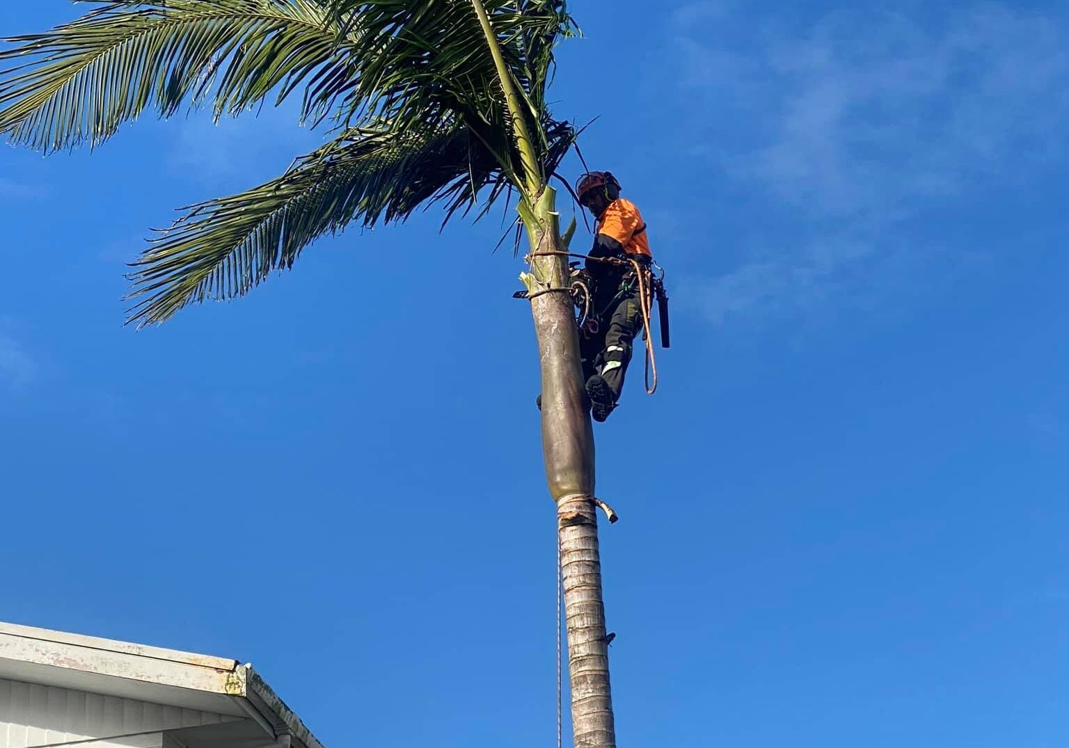 Tree Removal West Auckland