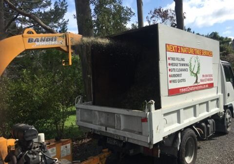 tree care west auckland
