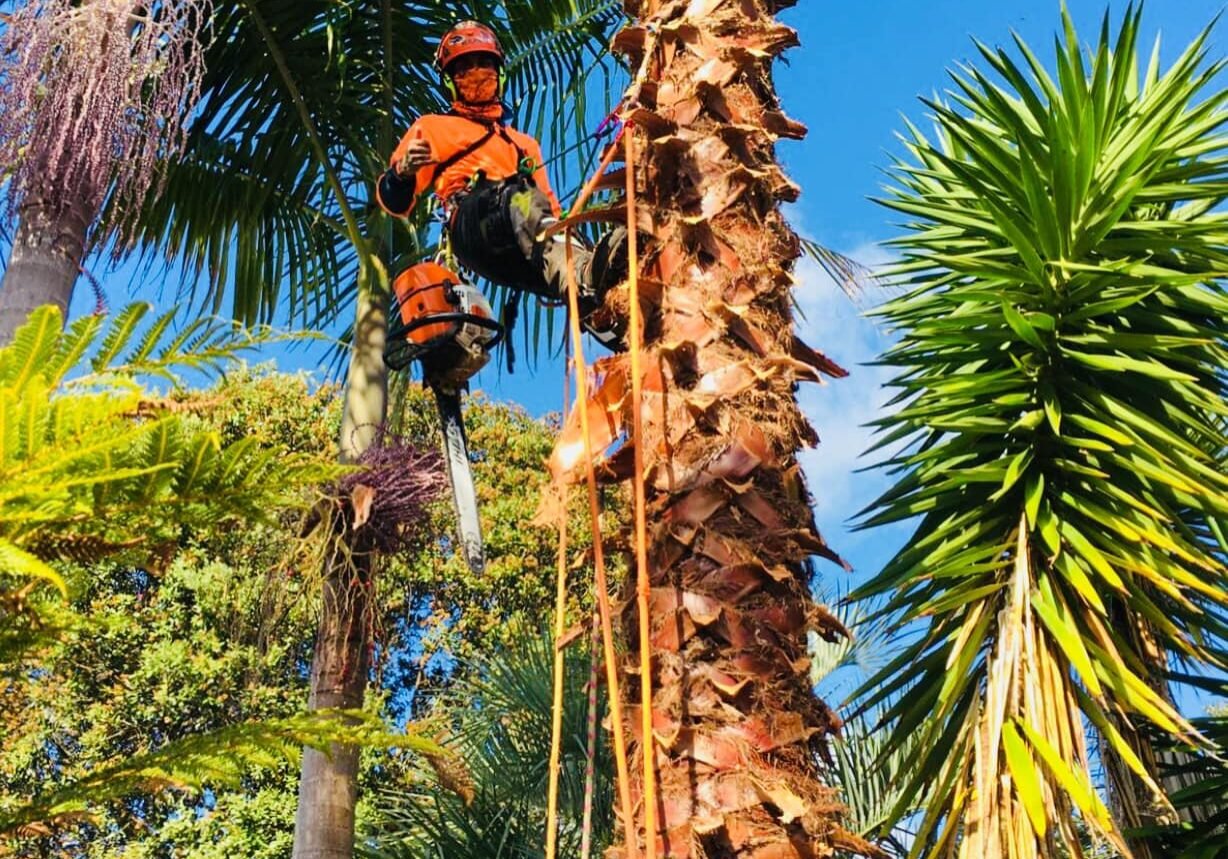tree cutters near me