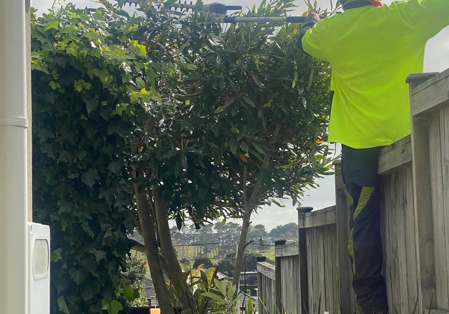 tree cutting auckland