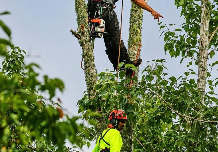 Climbing arborist cutting back a tree with a ground crew member below in West Auckland
