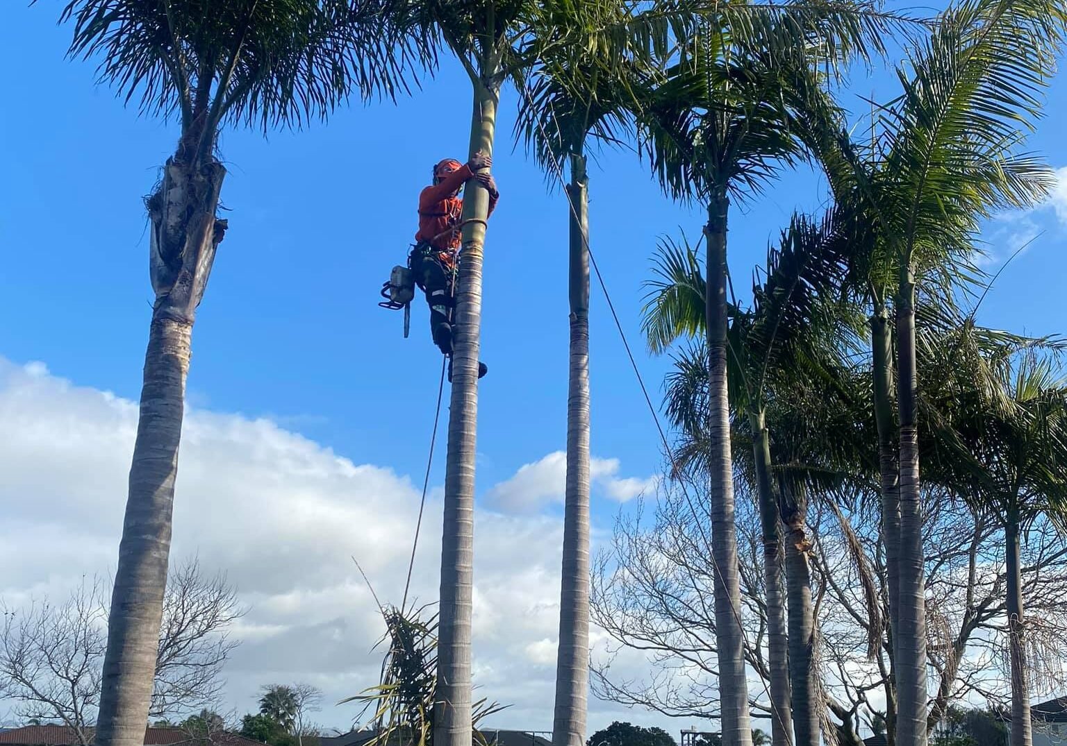 tree services auckland