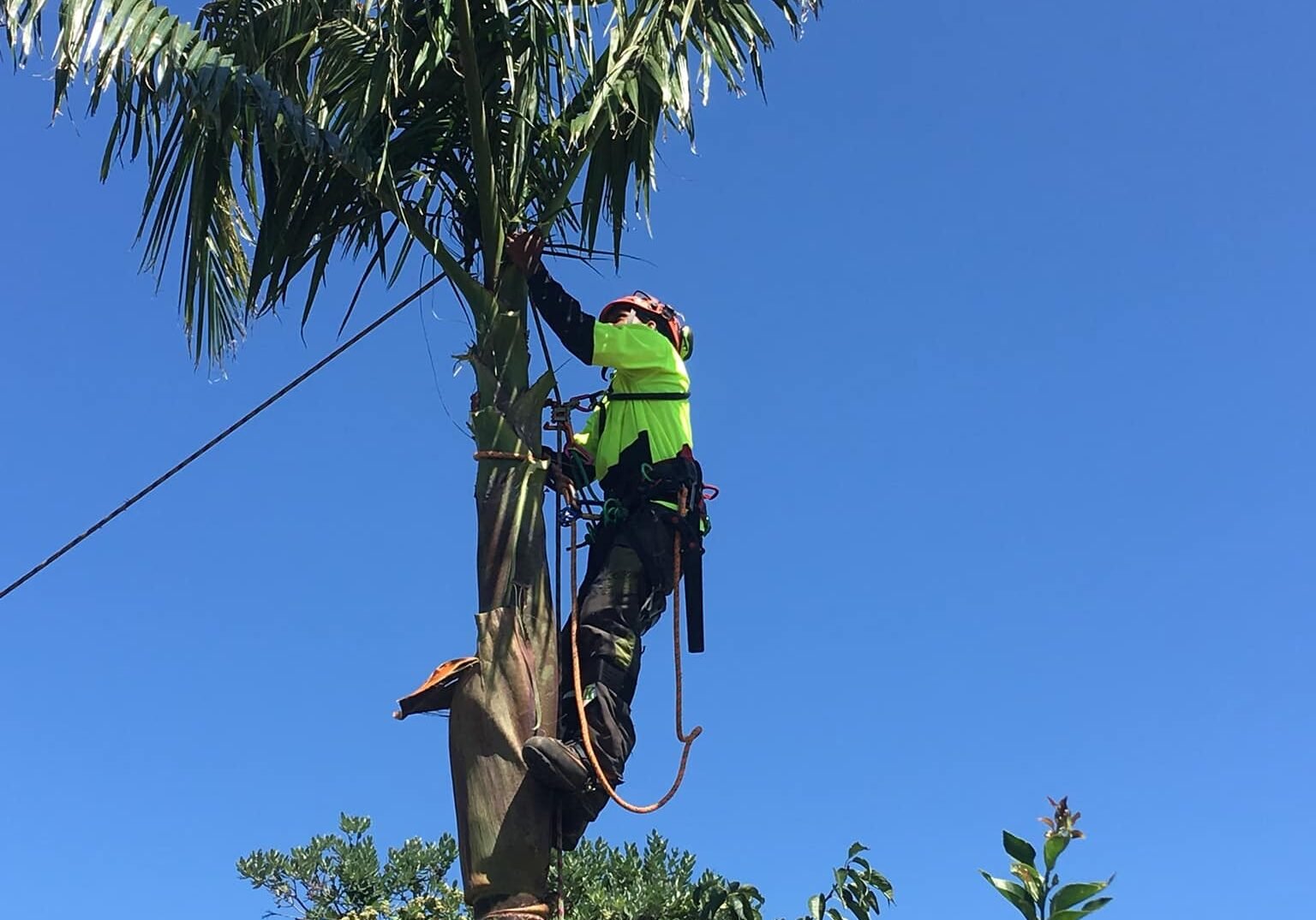 tree services near me